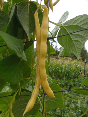 Neckargold Pole Bean